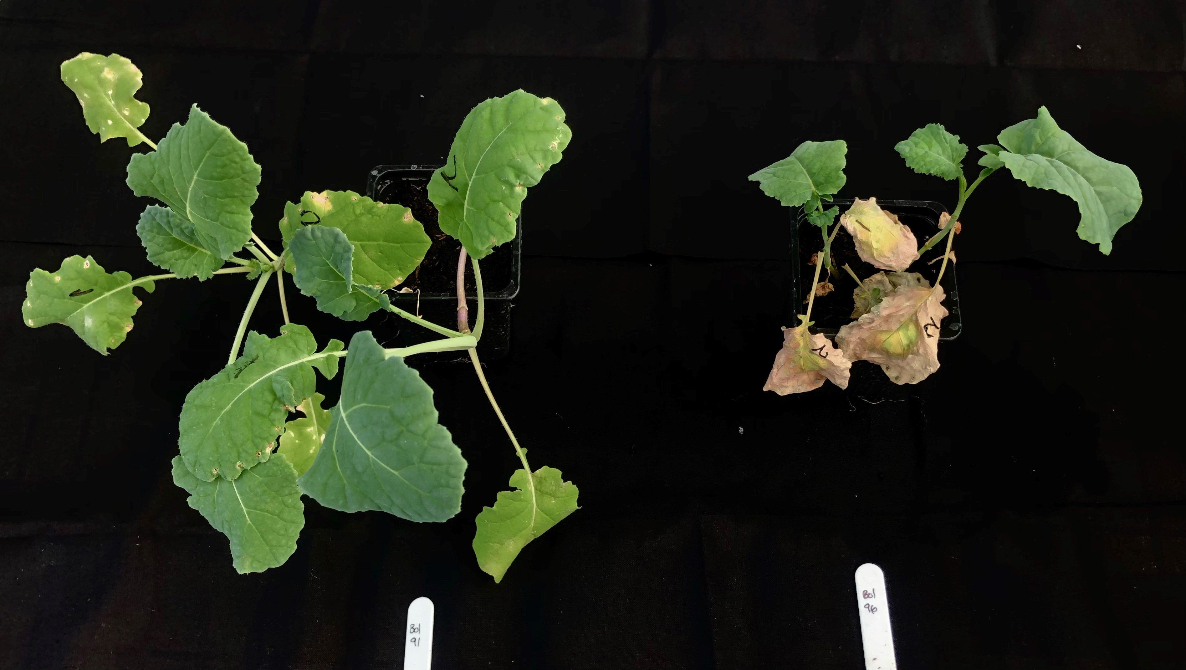Two brassica plants; on the left a healthy plant and on the right a plant infected with Xanthomonas showing symptoms of stunting and necrosis
