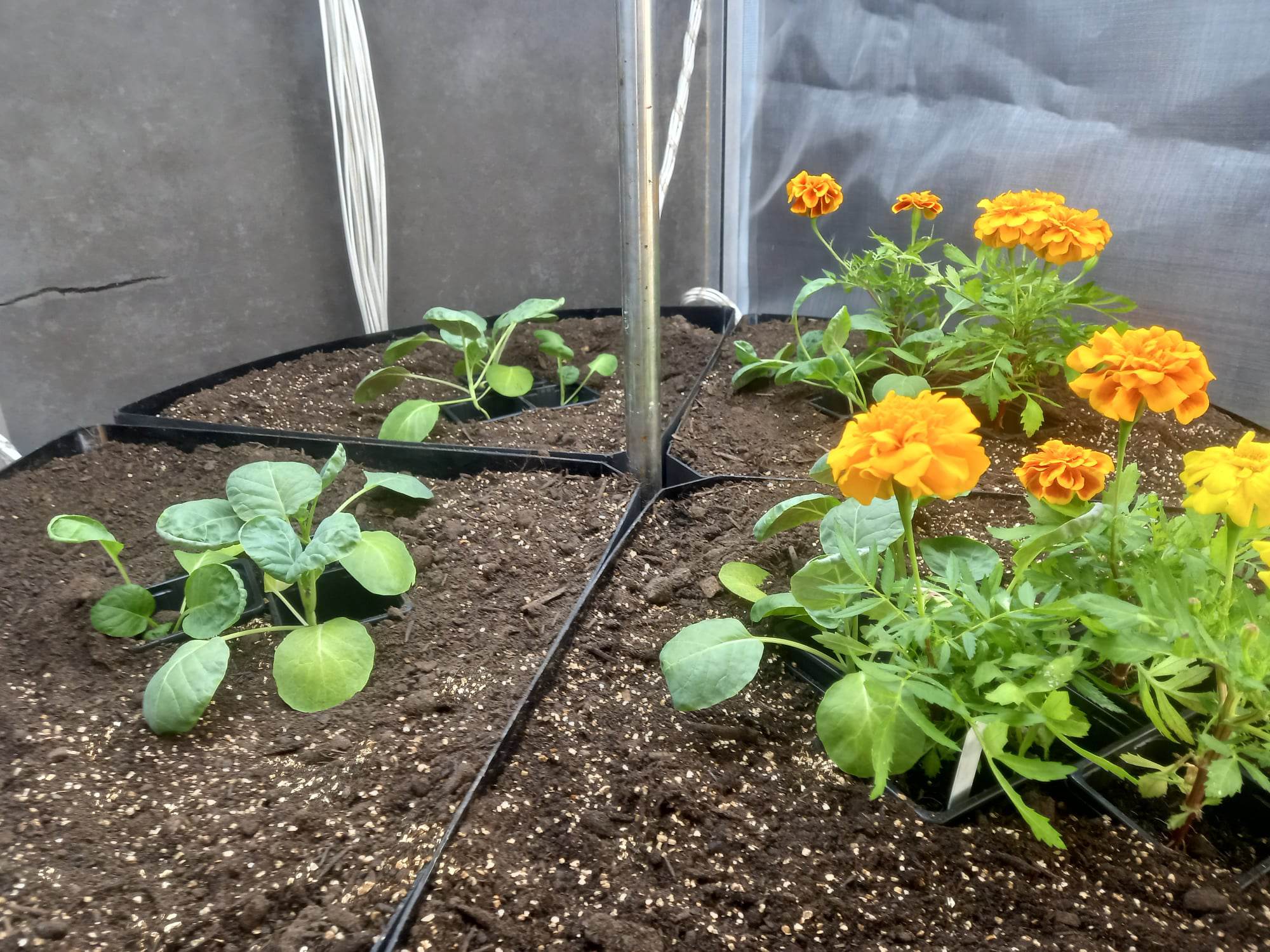 Photograph of example companion planting using marigolds and brassicas