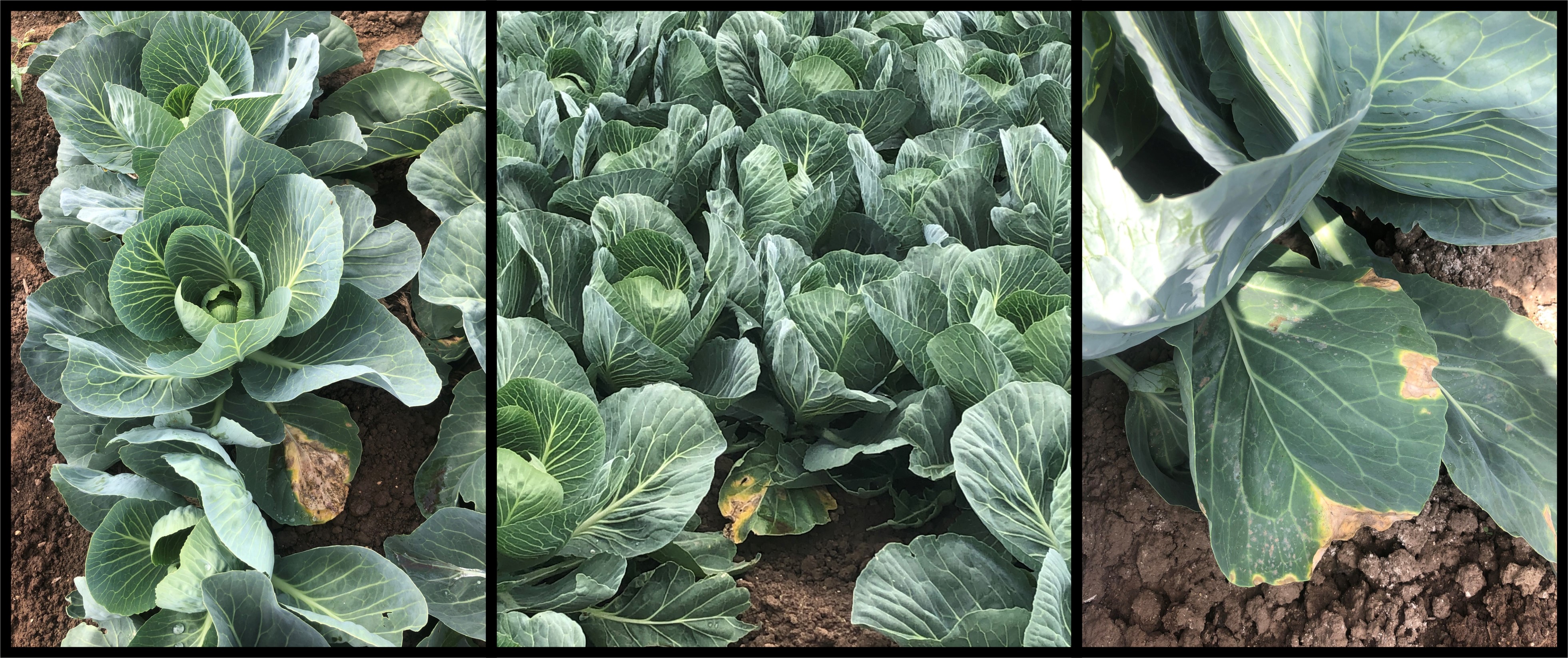 Cabbages with yellow and brown ‘V’-shaped lesions, a classical symptom of black rot