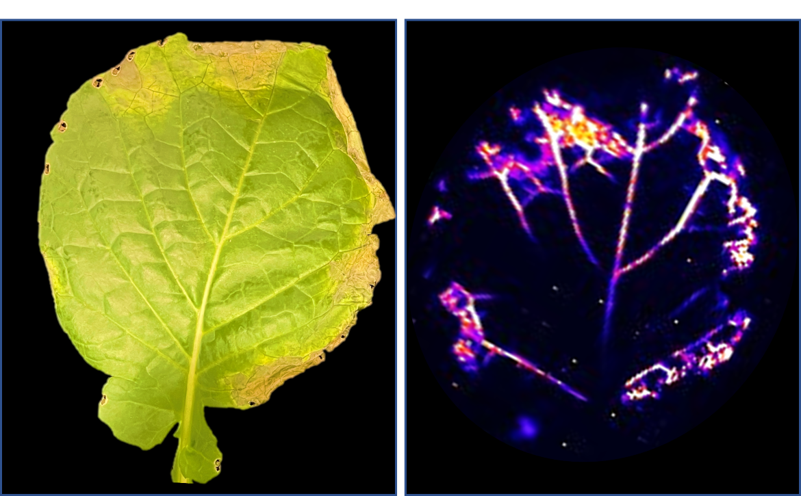 Brassica leaf infected with the black rot causing bacteria that has been tagged with a luminescence marker