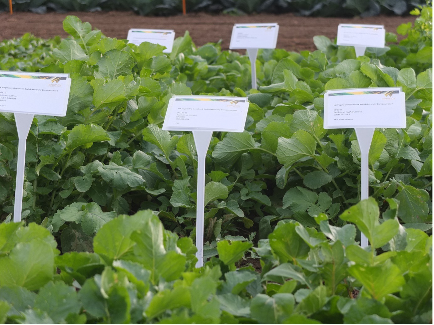 A field trial of radish varieties from the UKVGB