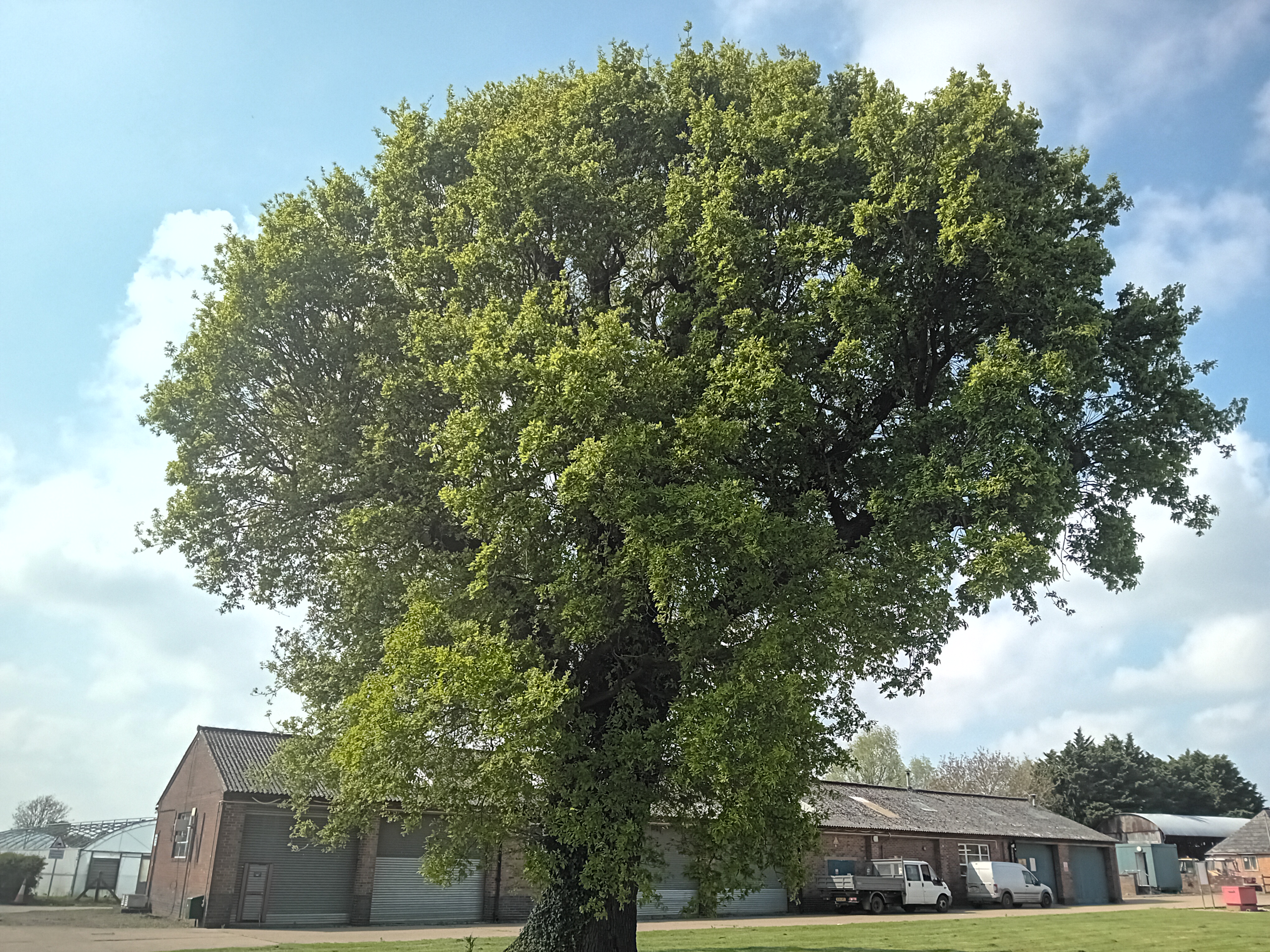 Mature Oak tree at Warwick Crop Centre