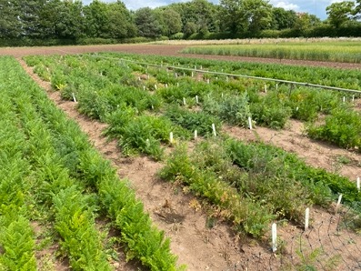 Carrot diversity set growing in a field at Warwick Crop Centre, Wellesbourne