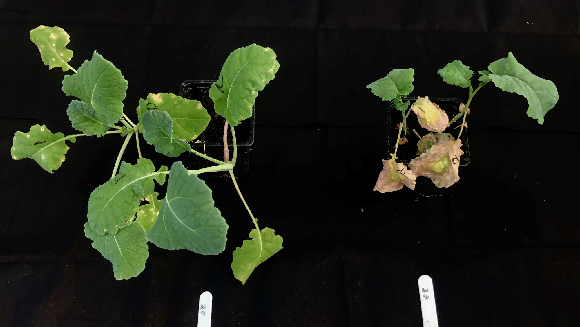 RvS B. oleracea DFFS lines_left hand shows healthy brassica plant right hand shows diseased plant infected with the bacteria Xanthomonas