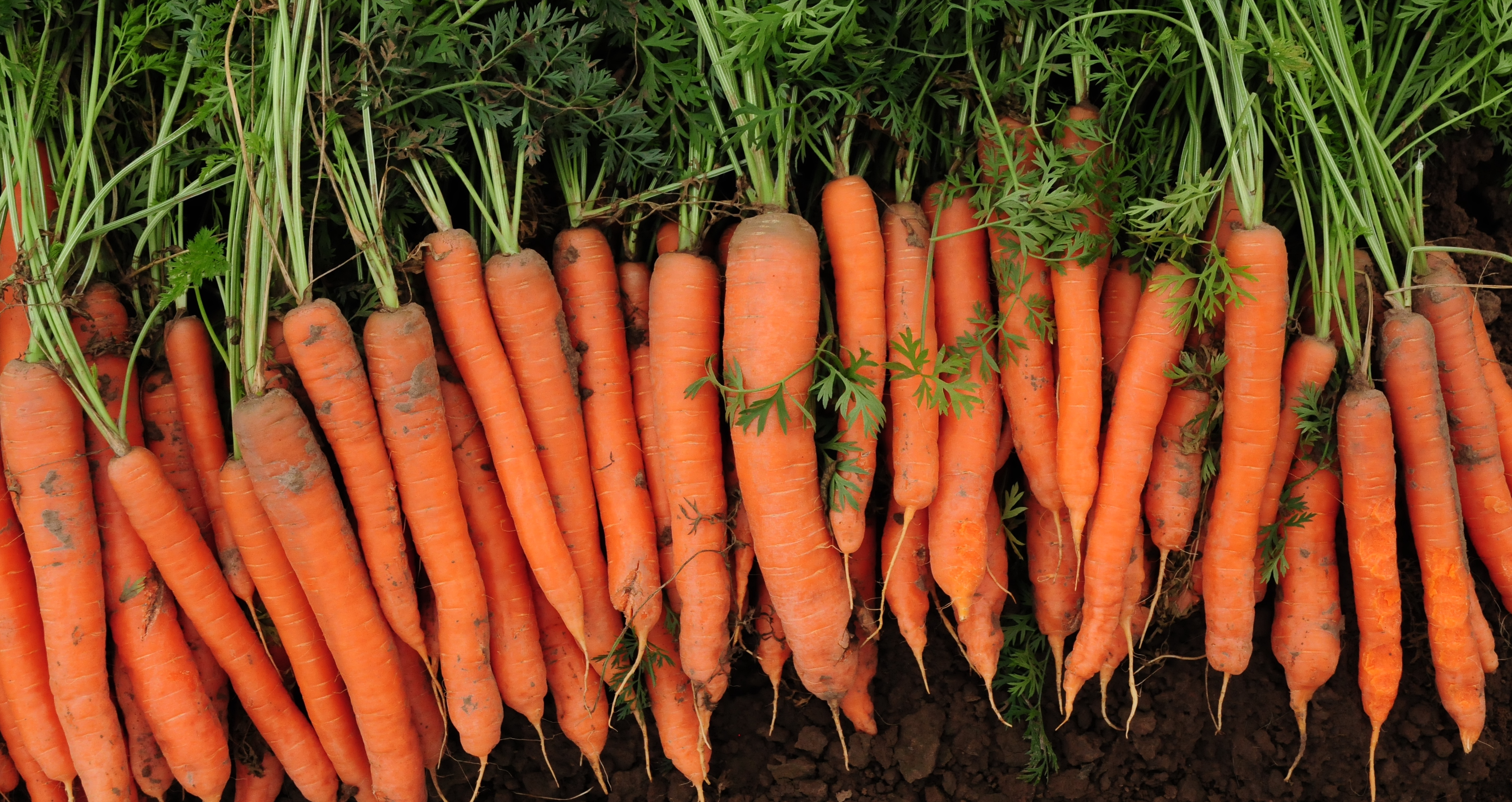 Carrots