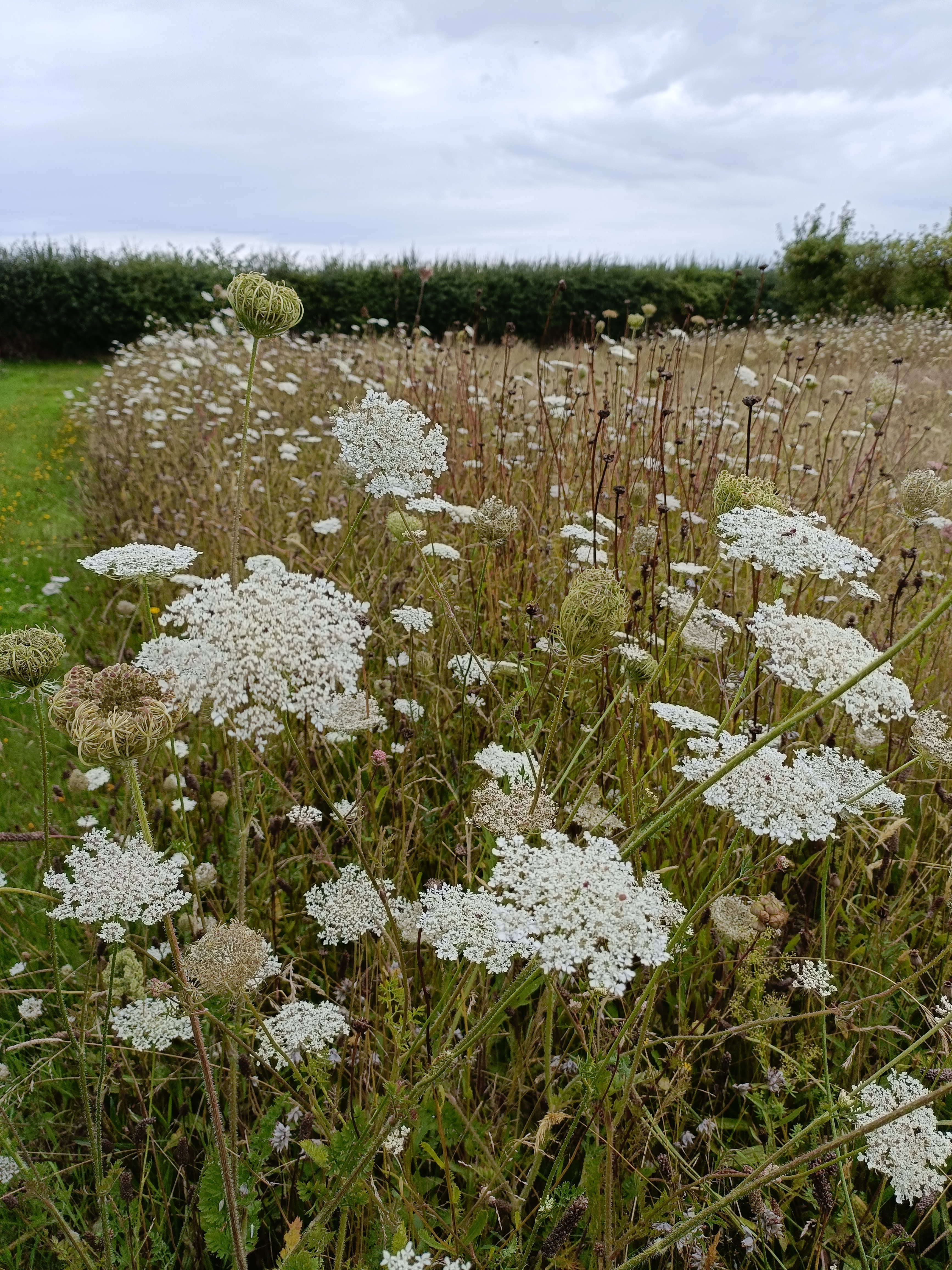 Wild carrot flowers in the wild flower meadows at Warwick Crop Centre, Wellesbourne