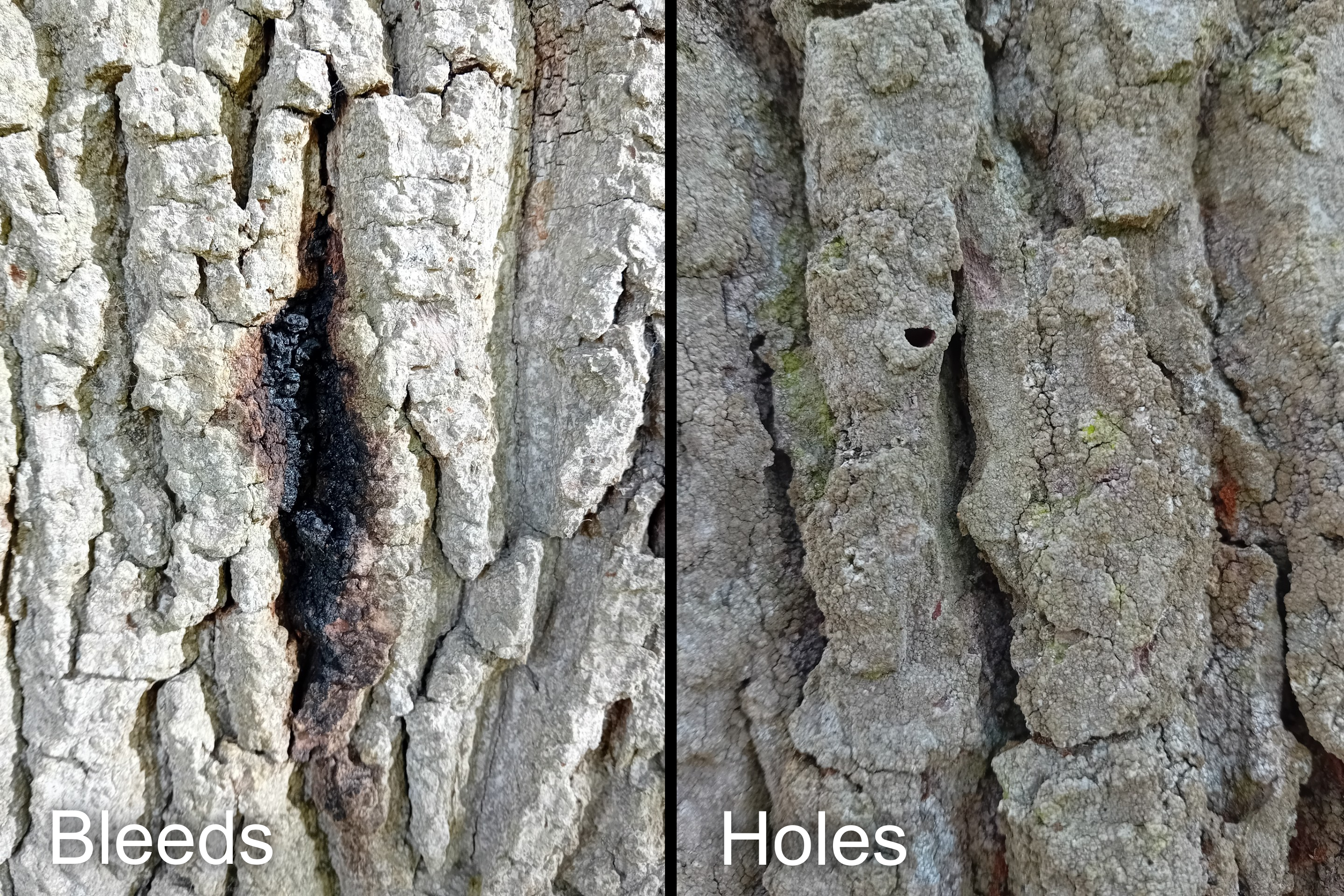 Bleed holes in tree