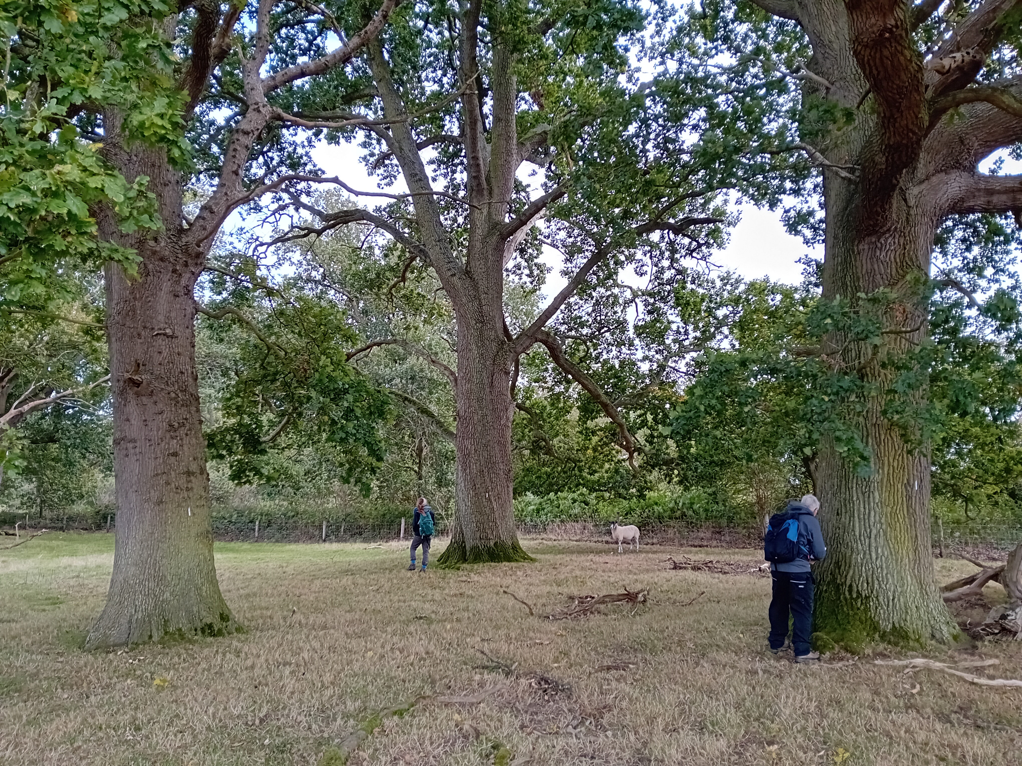 People inspecting trees