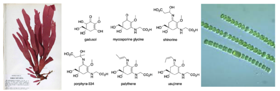 A selection of mycosporine derivatives that have been found in marine species