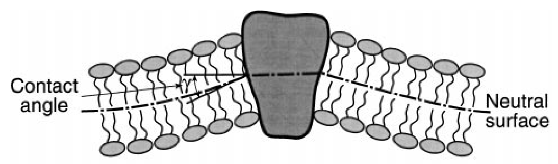 Deformation of the cell membrane due to a protein inclusion
