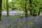 Bluebells in Tocil Wood