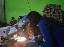 PhD student looking at a mosquito under the microscope in Sri Lanka