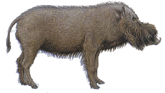 Bearded Pig