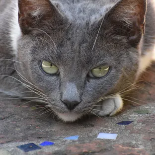 A picture of a cat staring into the camera