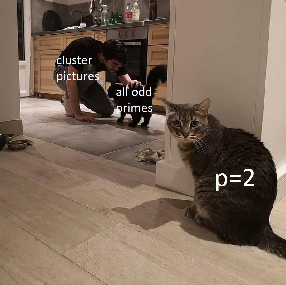 A cat staring into the camera