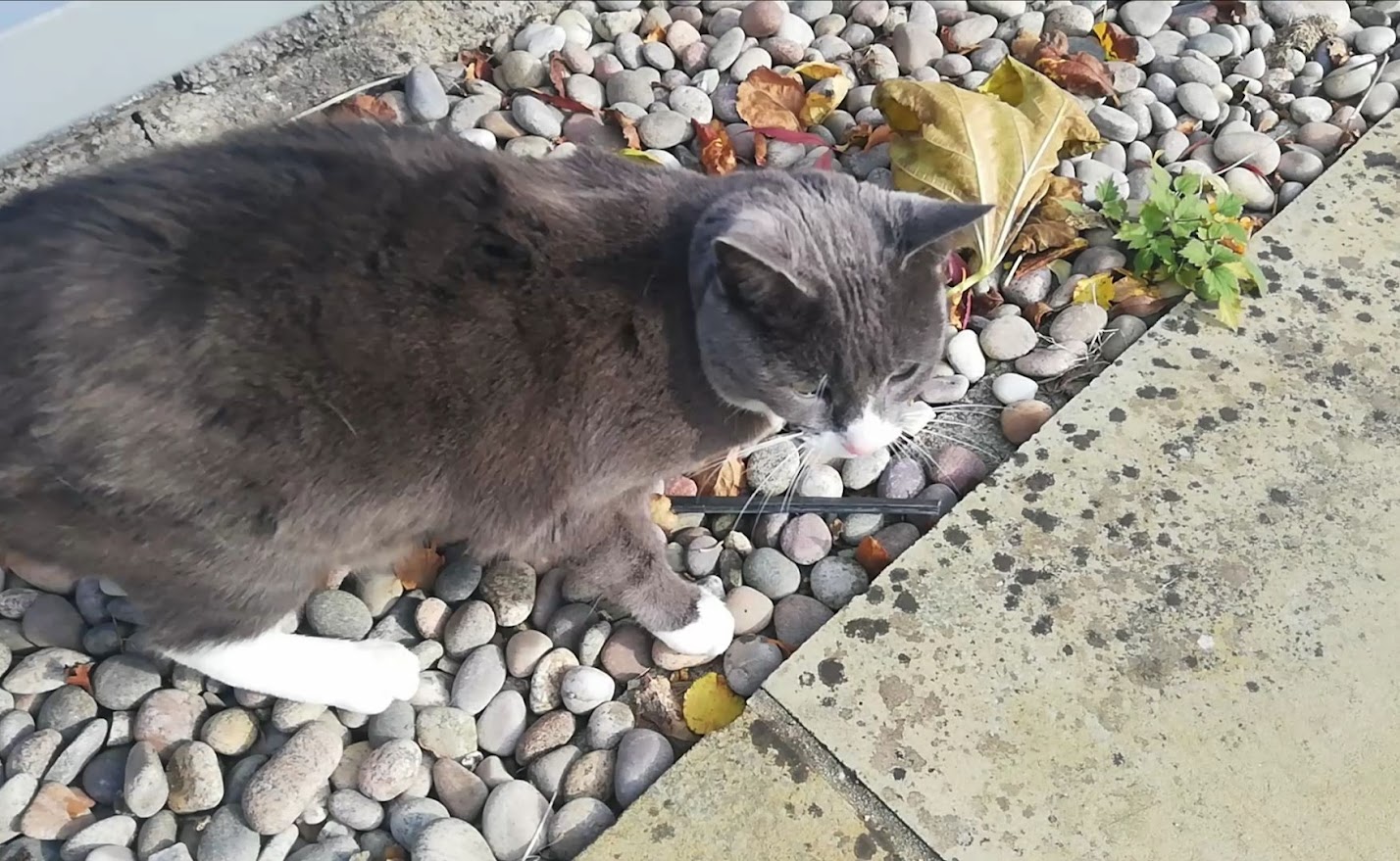 A cat roaming around CMS