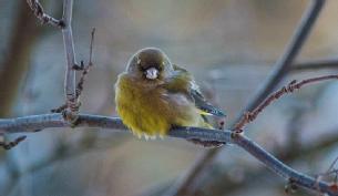 Greenfinch sitting on a branch, looking grumpy