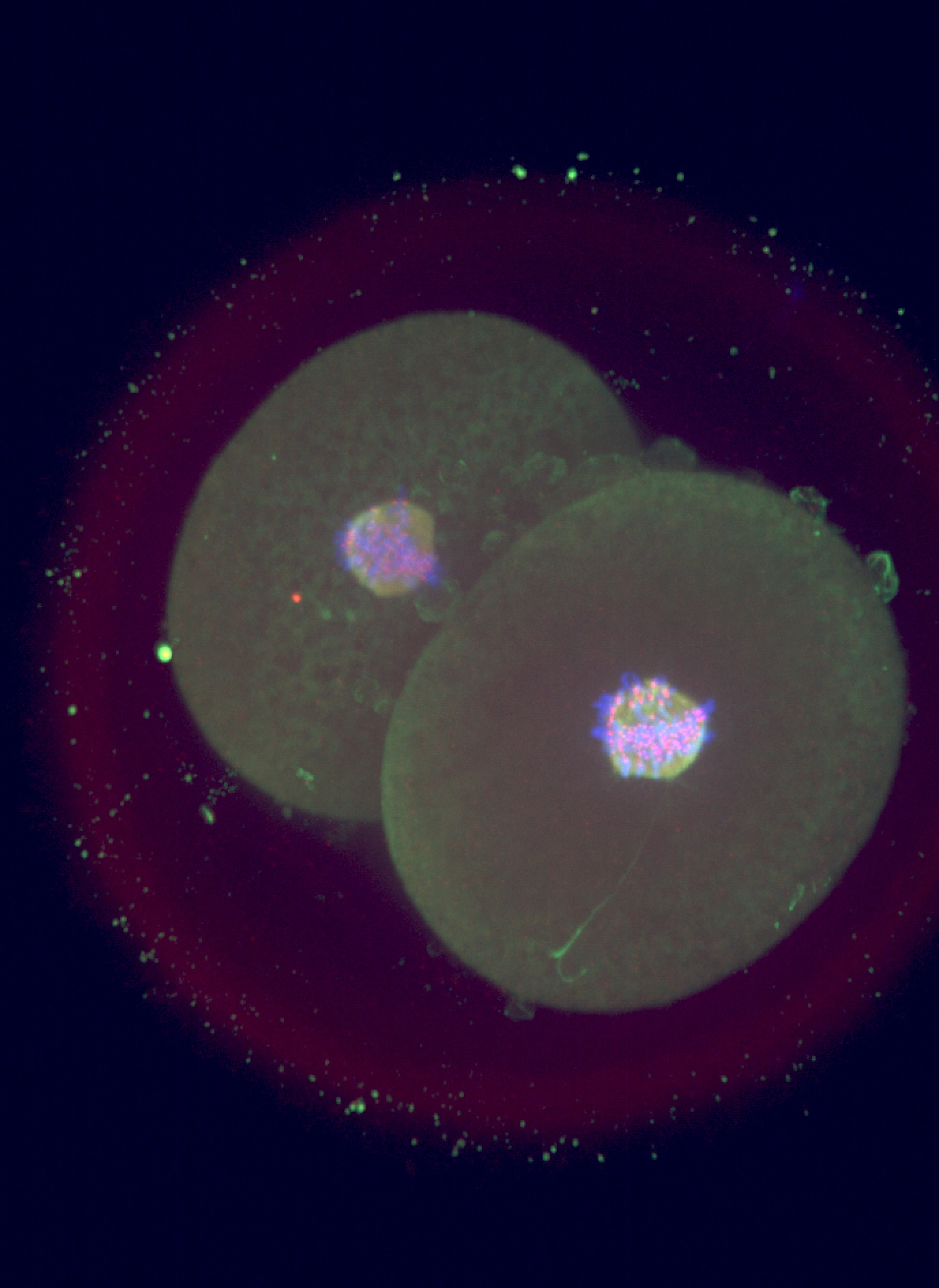 immunofluorescent image of a 2-cell embryo
