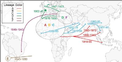 The seven lineages of Paratyphi A and associated geographic transmissions with date periods.