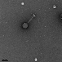 Image of bacteriophage SRSM42 