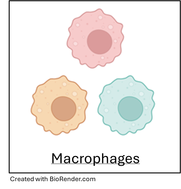 Macrophage cartoon