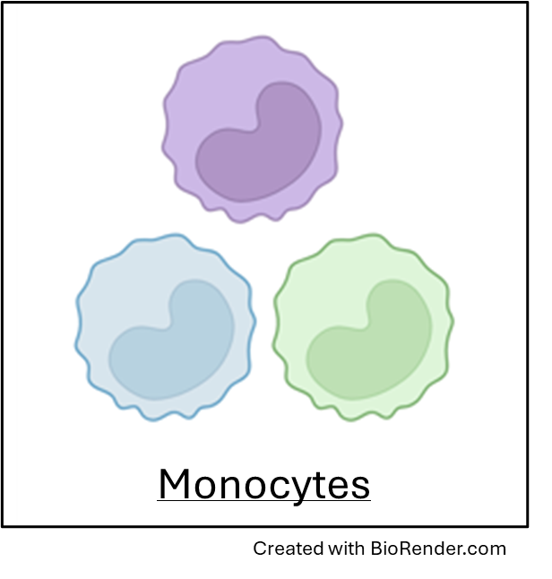 Monocyte cartoon