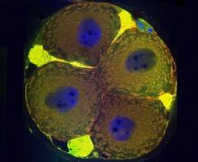 Four- cell human embryo stained with JC1 highlighting mitochondria in blastomeres and visualised using confocal microscopy.  Yellow staining is JC1 staining of fragments.  DAPI (blue) indicates nuclear material.  A polar body, a vestige from oocyte meiosis, is visible at top right. 