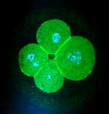 Actin distribution (green) in a 4-cell human embryo showing multiple nuclei in two cells (stained blue with DAPI).  Multiple nuclei are common in early embryo blastomeres.  Often these can resolve to single nuclei and, surprisingly, are compatible with normal subsequent development.  