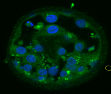 Early blastocyst stained with anti pSTAT3 antibody (green) following leptin exposure for 24 hours in vitro.