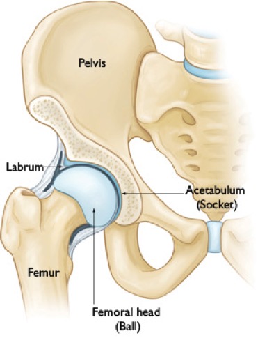 Diagram of Hip Joint