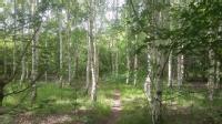 Gibbet birch trees