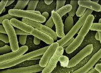 SSC1 models of human disease Koli bacteria