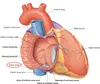 Anatomical picture of the heart with a window into the right atrium to show its inside . On the inside of the right atrium, shows an oval section which is the fossa ovals