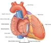 Internal view of right atrium