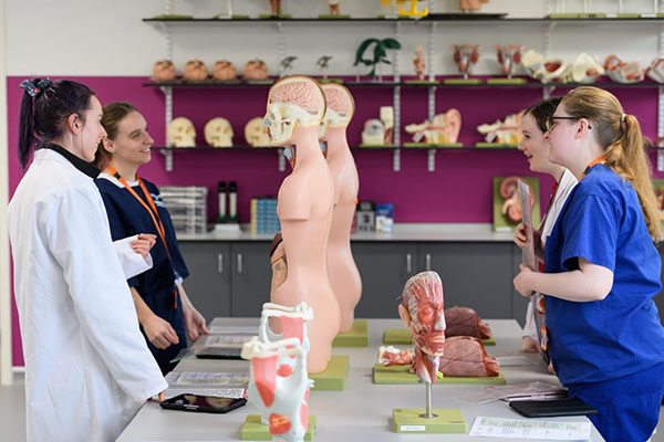 anatomy
