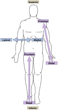 Proximal