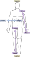 Distal