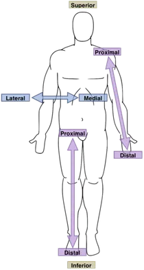 A human body with arrows pointing the anatomical directions.