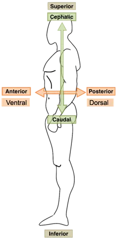 Human body with arrows showing the anatomical directions