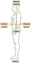 A human body with arrows pointing the anatomical directions