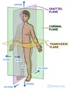 A human body with arrows different coloured boxes to represent anatomical planes