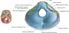 base of the skull showing its different sections