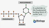3 parts of a nucleotide