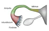 Anatomical diagram of a Fallopian tube showing its sections. The isthmus is the section closest to the uterine body