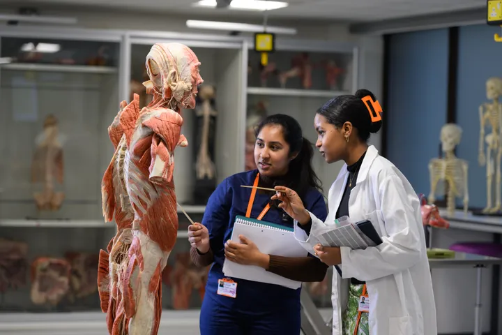 Students looking at plastinated specimens
