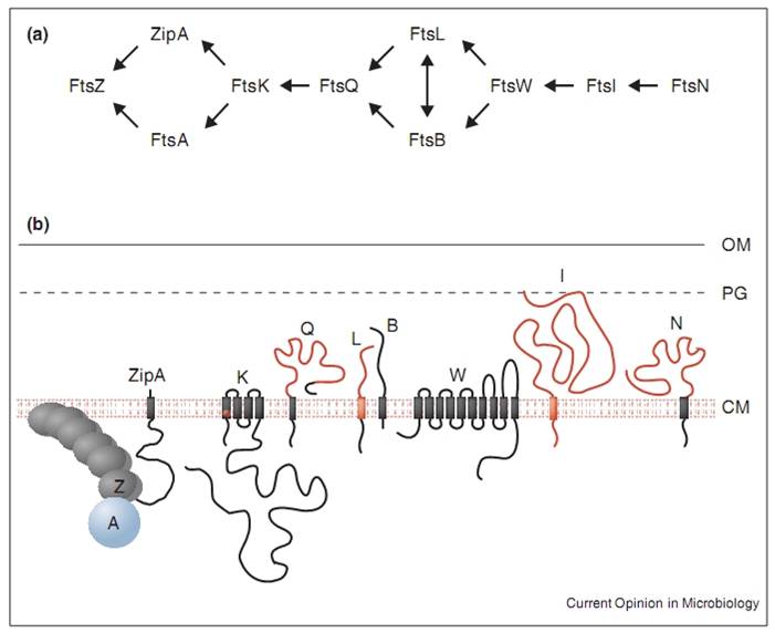Fts Proteins