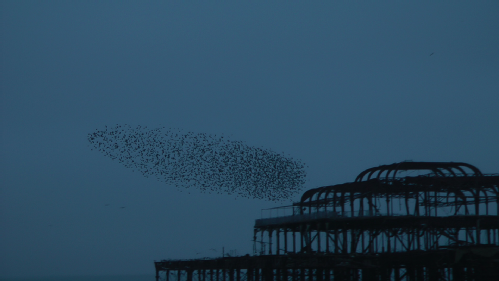 Large flock of starlings over the burnt pier at Brighton, England.