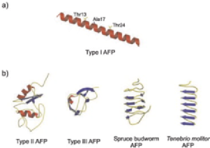 A selection of antifreeze proteins (http://2011.igem.org/Team:KULeuven/Afp)