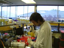 At work in the laboratory