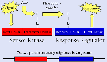 [Diagram of simple Two Component System (TCS)]